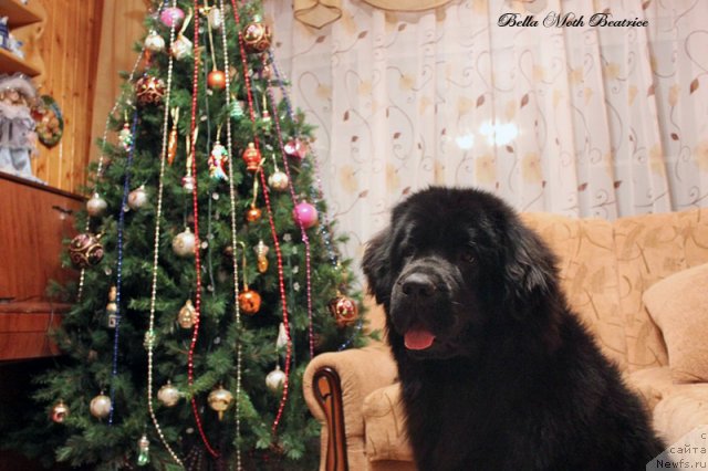 Фотография № 116499