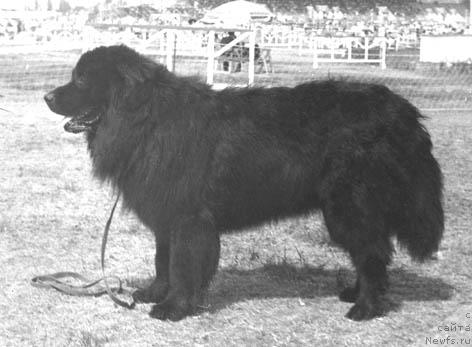 Фото: ньюфаундленд Syer Djon YAngdjey (Сэр Джон Янгджей)