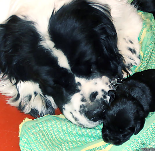 Фото: ньюфаундленд La Belle Michaela (Ла Бель Мишель)