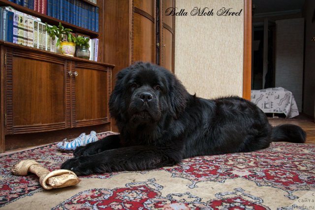 Фото: ньюфаундленд Byella Moss Arvyel' (Бэлла Мосс Арвэль)