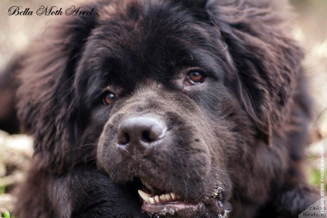 Фотография № 116525