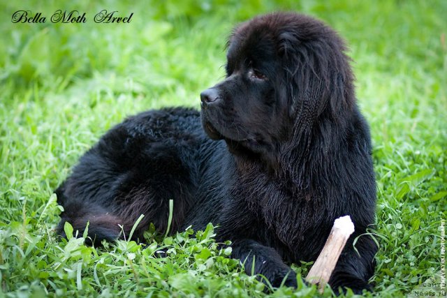 Фотография № 116534