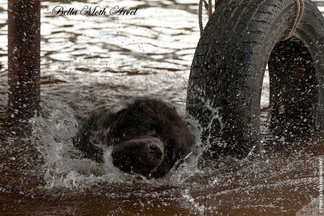 Фотография № 116535