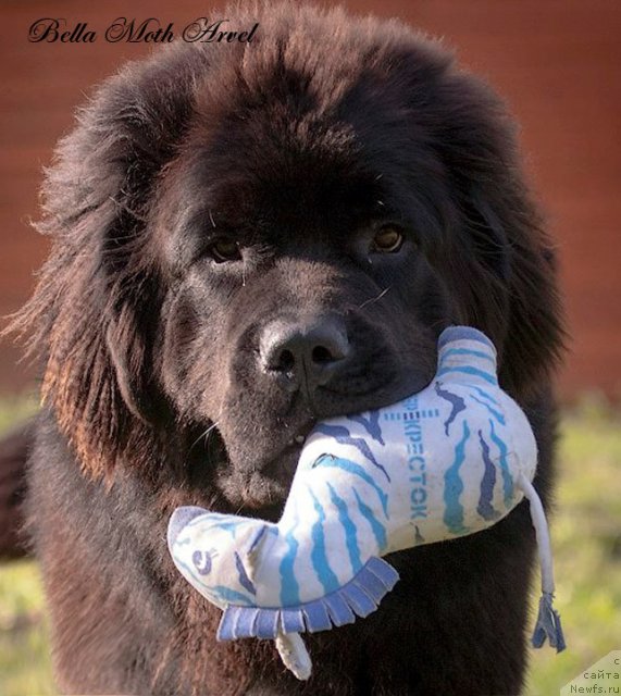 Фотография № 116536