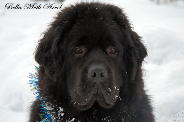 Фотография № 116541