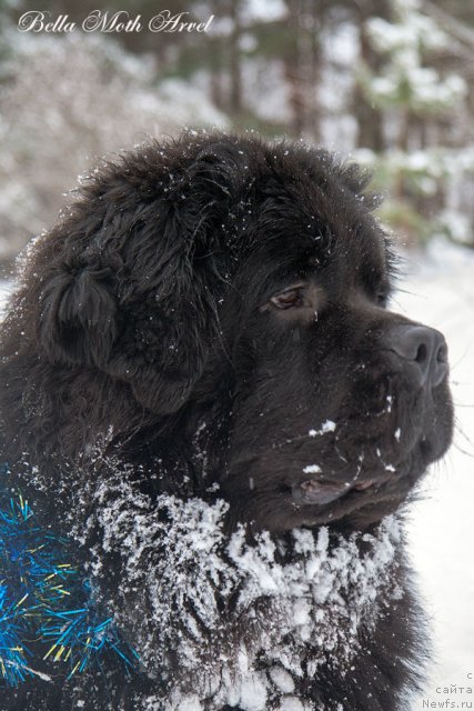 Фотография № 116544