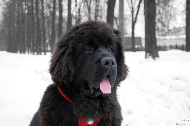 Фотография № 116555