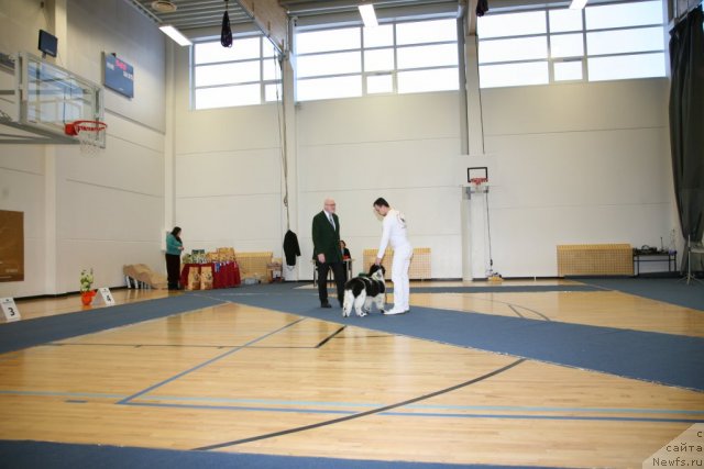 Фото: ньюфаундленд Stepnaya Palmira Eksklusive For Latvia (Степная Пальмира Ексклюзиве фор Латвия)