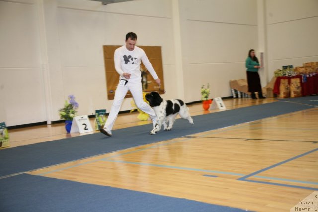 Фото: ньюфаундленд Stepnaya Palmira Eksklusive For Latvia (Степная Пальмира Ексклюзиве фор Латвия)