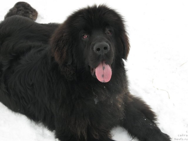 Фото: ньюфаундленд Zerro (Зерро)