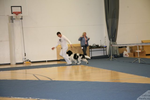 Фото: ньюфаундленд Stepnaya Palmira Eksklusive For Latvia (Степная Пальмира Ексклюзиве фор Латвия)