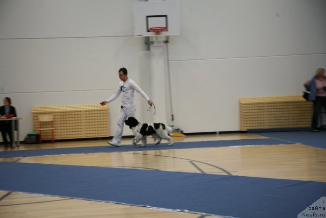 Фото: ньюфаундленд Stepnaya Palmira Eksklusive For Latvia (Степная Пальмира Ексклюзиве фор Латвия)