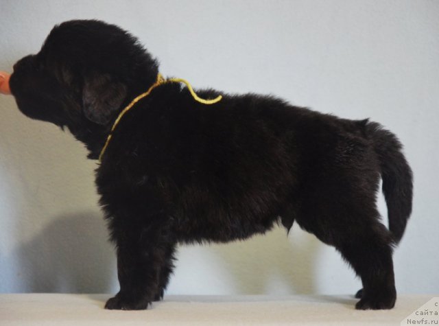 Фотография № 116568