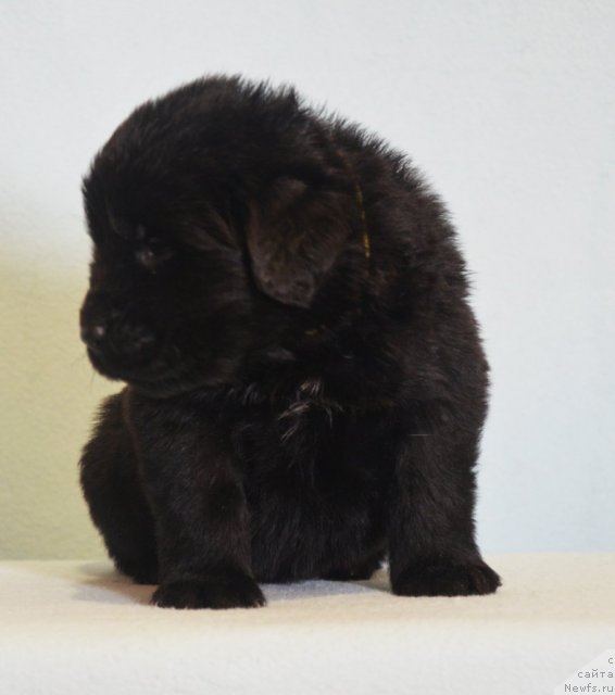 Фотография № 116572