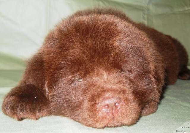 Фото: ньюфаундленд Simvol Roskoshi I Lubvi (Символ Роскоши и Любви)