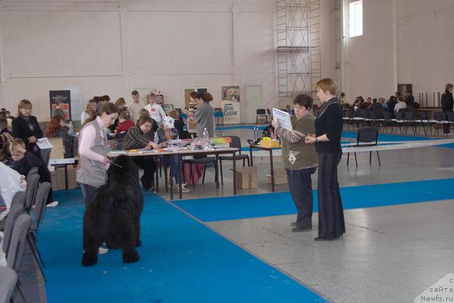 Фото: ньюфаундленд Ygan s Toyanova Gorodka (Юган с Тоянова Городка)
