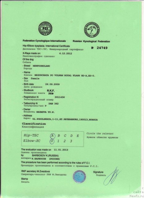 Фото: ньюфаундленд Beguschaya po Volnam Royal Flash (Бегущая по Волнам Роуал Флаш)