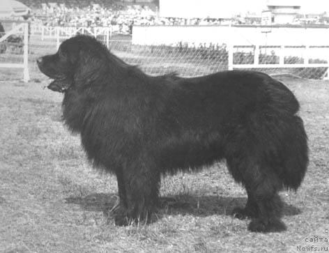 Фото: ньюфаундленд Sanchio YAngdjey (Санчио Янгджей)