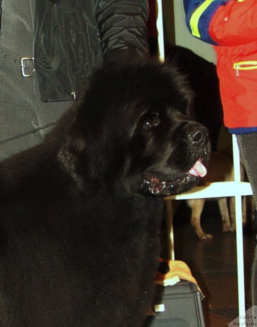 Фотография № 116609