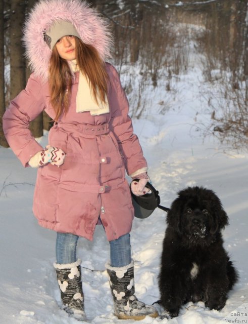 Фото: ньюфаундленд Akvian Song Inkredibel Bear (Аквиан Сонг Инкредибел Беар)