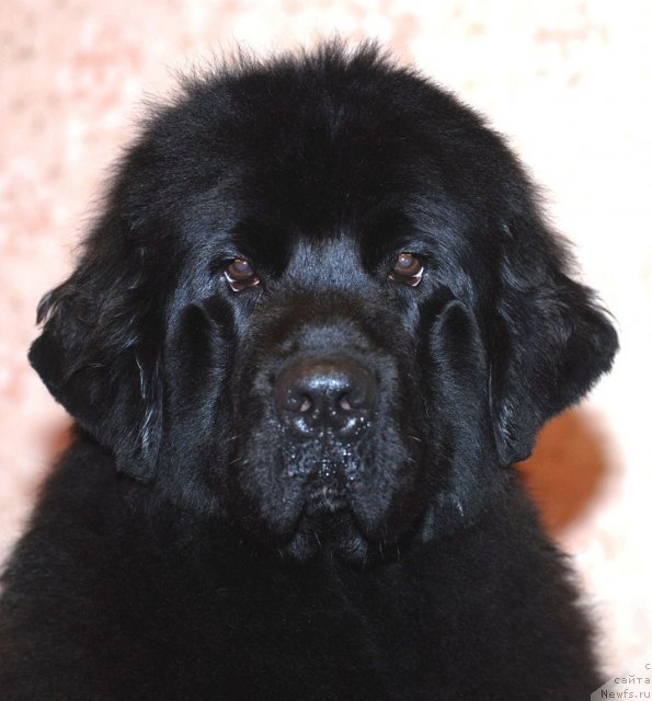 Фото: ньюфаундленд Smigar Severnaya Verona (Смигар Северная Верона)