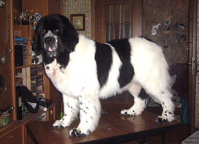 Фото: ньюфаундленд Black Diamond Agidel ot Potapa Triumf (Блэк Диамонд Агидель от Потапа Триумф)