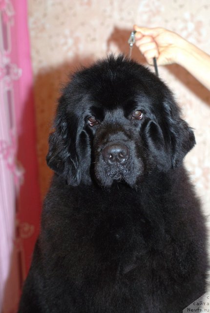 Фото: ньюфаундленд Smigar Severnaya Verona (Смигар Северная Верона)