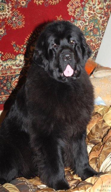 Фото: ньюфаундленд Smigar Severnaya Verona (Смигар Северная Верона)