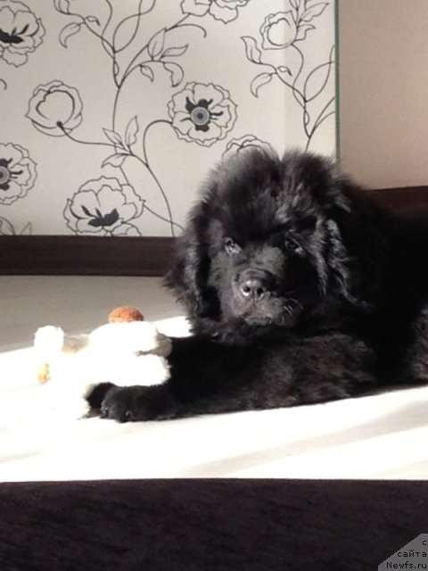 Фото: ньюфаундленд CHeyz Kaden Kleve Led (Чейз Каден Клеве Лед)