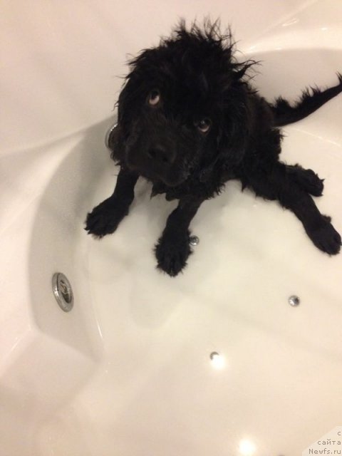 Фото: ньюфаундленд CHeyz Kaden Kleve Led (Чейз Каден Клеве Лед)