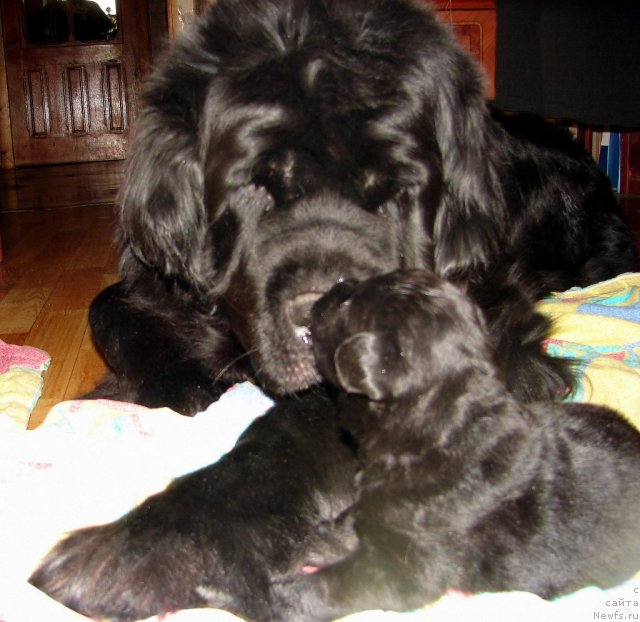 Фотография № 116665