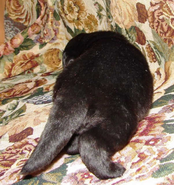 Фотография № 116667