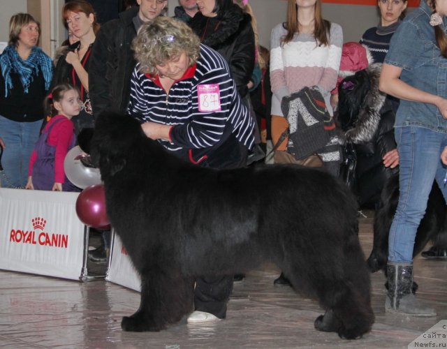 Фото: ньюфаундленд S'Nezhnaya Vjuga Armando Parusso (С'Нежная Вьюга Армандо Паруссо), Irina Panyushkina (Ирина Панюшкина)