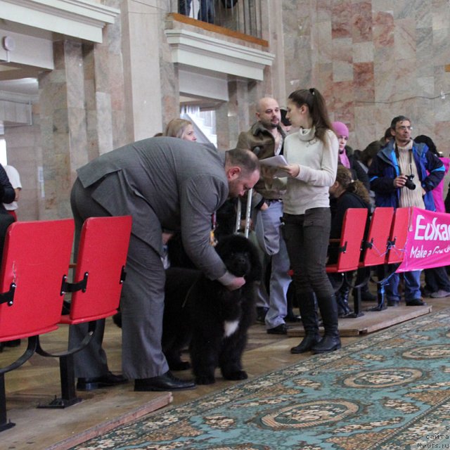 Фото: ньюфаундленд Tsenny Kadr s Berega Dona (Ценный Кадр с Берега Дона)