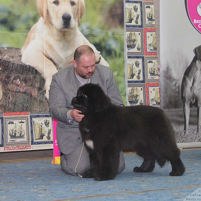 Фото: ньюфаундленд Tsenny Kadr s Berega Dona (Ценный Кадр с Берега Дона)