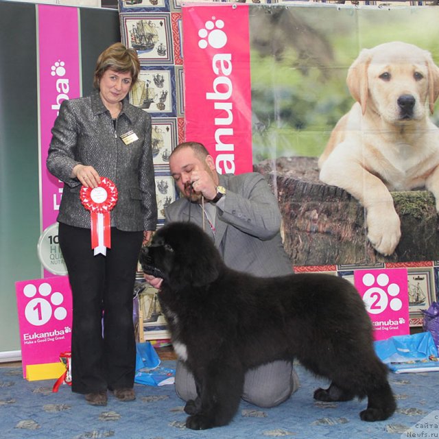 Фото: ньюфаундленд Tsenny Kadr s Berega Dona (Ценный Кадр с Берега Дона)