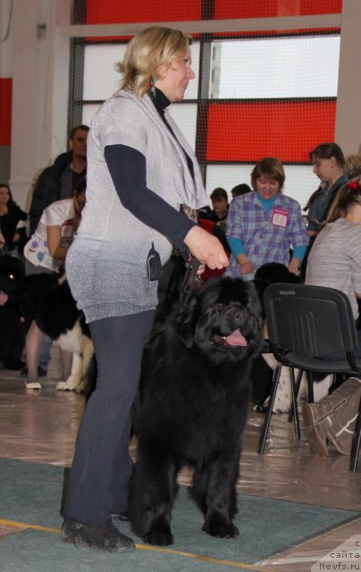 Фото: ньюфаундленд N'yufort Taym's Gold Aleksa (Ньюфорт Тайм'с Голд Алекса)