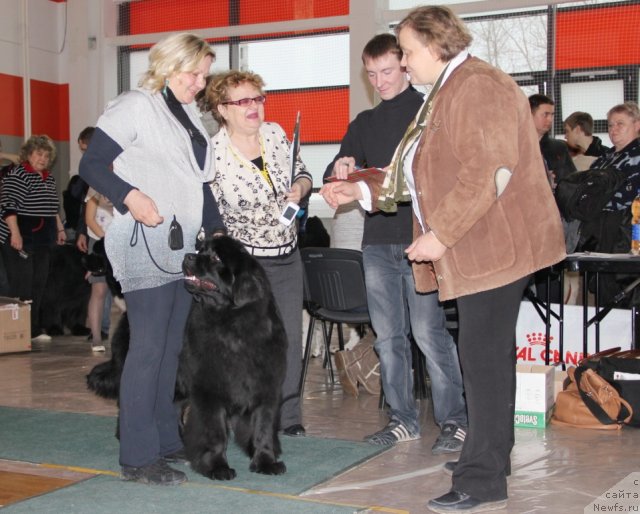 Фото: ньюфаундленд N'yufort Taym's Gold Aleksa (Ньюфорт Тайм'с Голд Алекса)