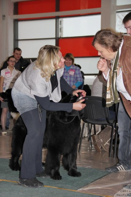 Фото: ньюфаундленд N'yufort Taym's Gold Aleksa (Ньюфорт Тайм'с Голд Алекса), Lena Zyirina (Лена Зырина)