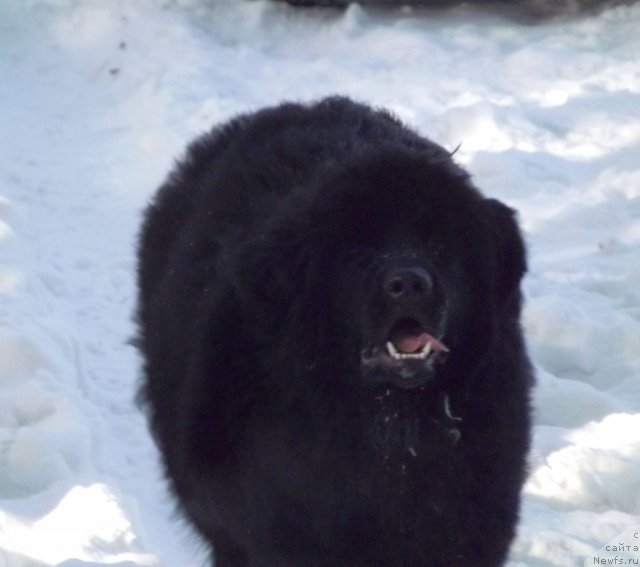 Фото: ньюфаундленд Bi Perfekt Aladar Hranitel' Roda (Би Перфект Аладар Хранитель Рода)