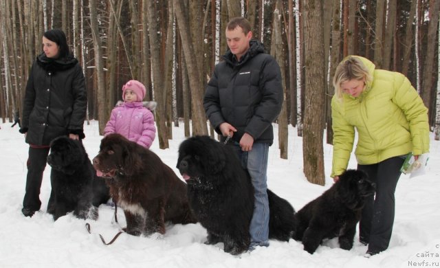 Фото: ньюфаундленд N'yufort Taym's Gold Aleksa (Ньюфорт Тайм'с Голд Алекса), ньюфаундленд Obush SHed YAntarnyiy Poceluy (Обуш Шед Янтарный Поцелуй), ньюфаундленд S'Nezhnaya Vjuga Armando Parusso (С'Нежная Вьюга Армандо Паруссо), ньюфаундленд N'yufort CHernika Ledi (Ньюфорт Черника Леди)