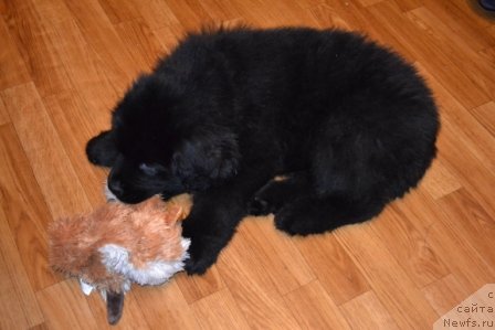 Фото: ньюфаундленд Cezar' Blagorodnyiy (Цезарь Благородный)