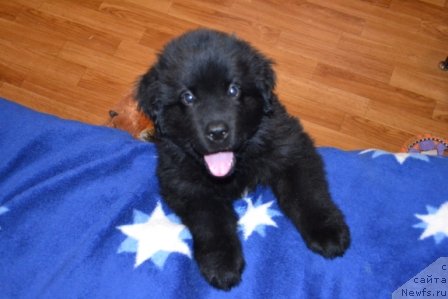 Фото: ньюфаундленд Cezar' Blagorodnyiy (Цезарь Благородный)