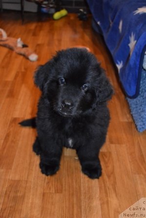 Фото: ньюфаундленд Cezar' Blagorodnyiy (Цезарь Благородный)