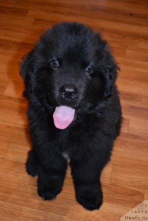 Фото: ньюфаундленд Cezar' Blagorodnyiy (Цезарь Благородный)