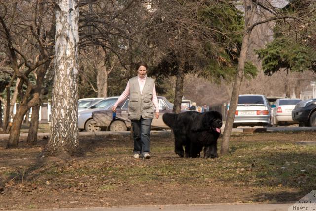 Фото: ньюфаундленд Ygan s Toyanova Gorodka (Юган с Тоянова Городка)