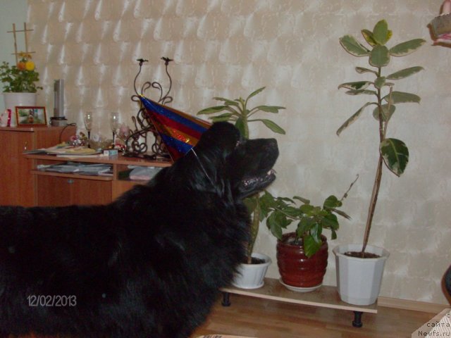 Фото: ньюфаундленд Kaiden Playful (Кайден Плейфул)