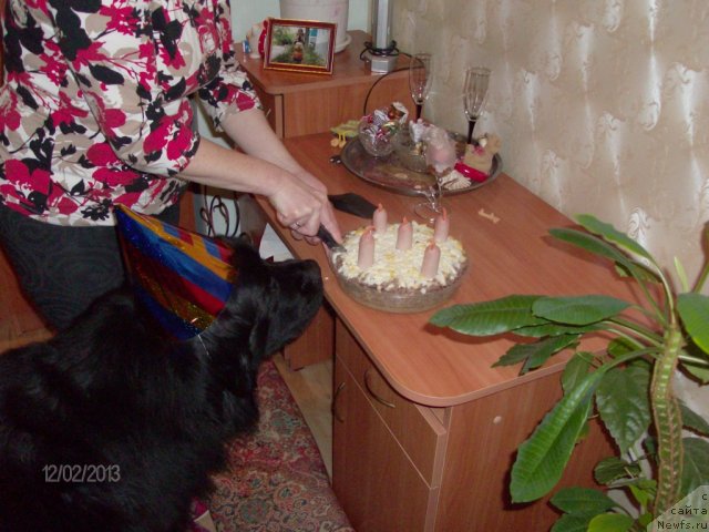 Фото: ньюфаундленд Kaiden Playful (Кайден Плейфул)