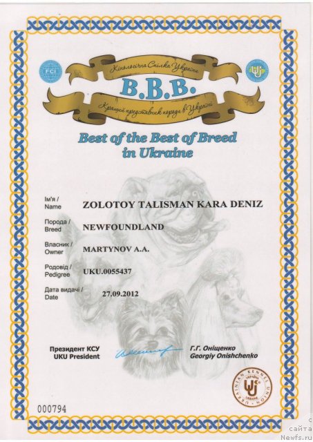 Фото: ньюфаундленд Zolotoy Talisman Kara Deniz (Золотой Талисман Кара Дениз)