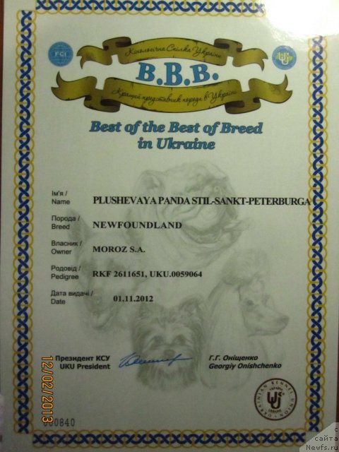 Фото: ньюфаундленд Plyushevaya Panda Stil'-Sankt-Peterburga (Плюшевая Панда Стиль-Санкт-Петербурга)